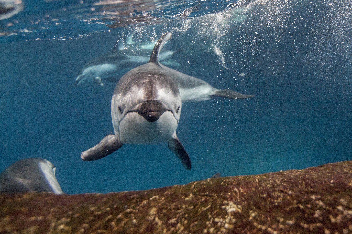 Piquet at Chicago's Shedd Aquarium